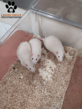 Szczurki Wistar czekają na domy